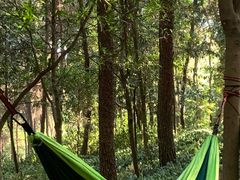 -铁山坪森林公园