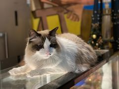 -咖法森林·咖啡  酒吧(天河店)