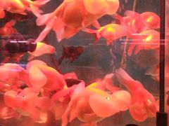 -桂林市花鸟市场