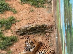 -西霞口神雕山野生动物世界