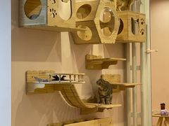 -猫咪派对(江南西店)