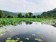 -龙寺生态园
