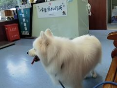 -顺强宠物诊所·狂犬免疫·夜诊·骨科(嘉定店)