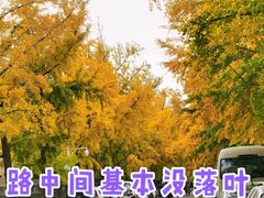 -三里屯东五街银杏大道