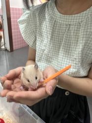 -Moni星球萌宠·小马宝莉·灵蛇·高端高阶全萌宠互动体验俱乐部(红豆国际广场店)