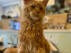 -平行世界·猫咖(首经贸店)