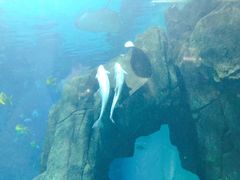 -福州罗源湾海洋世界旅游区