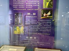 -上海昆虫博物馆