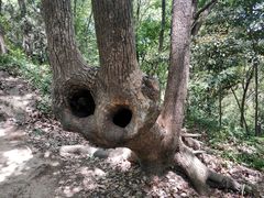 -上海佘山国家森林公园天马山园