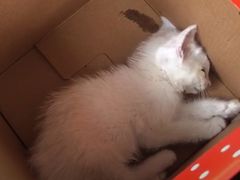 -爱妮康宠物医院·干细胞免疫细胞·肿瘤·心脏(张江店)