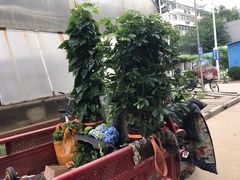 -秦美花卉(天朗·莱茵小城2期店)