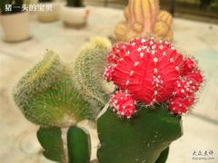 -南宁花花大世界景区