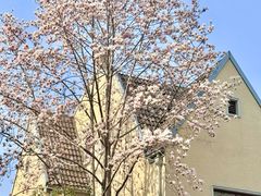 -颐和路民国时期公馆风貌区