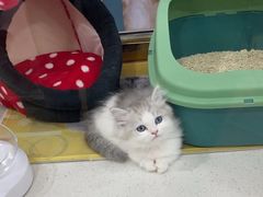 -糯米喵星人总部直营旗舰店·猫舍·幼猫出售