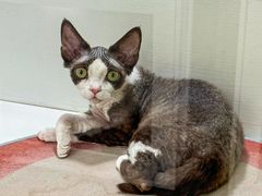 -青奢宠物·青奢猫舍