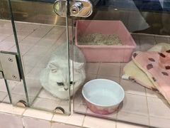 -FAELING PETS美天灵宠物(富力广场店)