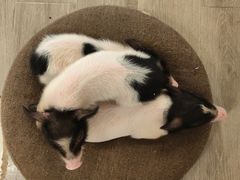 -浣熊柯尔鸭土拨鼠·电玩咖