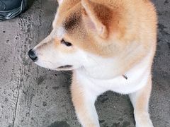 -日照大牌檔•小船海鲜(万平口店)