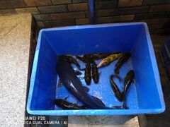 -荣德灶台鱼(圣泉寺店)