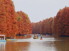 -上海海湾国家森林公园
