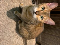 -more than meow吴止猫主题餐厅(承德 中船汇店)