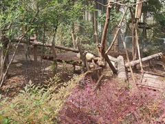 -都江堰中华大熊猫苑