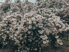 -老君堂公园