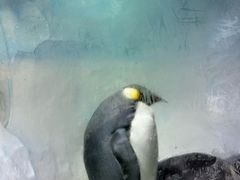 -海合安成都极地海洋公园