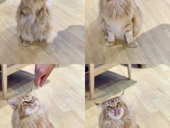 -藏猫猫咖啡主题馆(中央大道店)