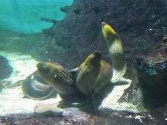 -北戴河圣蓝海洋公园