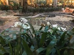 -白虎自助餐厅·真老虎·景观自助餐厅(广州长隆酒店)