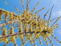 -三圣花乡旅游区