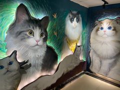 -猫腻·猫咖·撸猫馆(星光大道店)