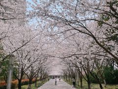 -高东镇樱花园