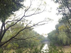 -大湾区中央湿地公园
