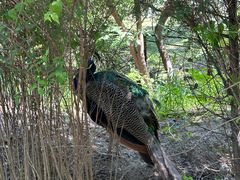 -北京麋鹿生态实验中心