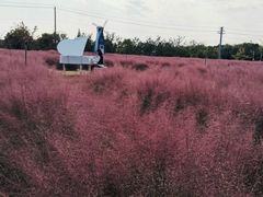 -鹅湖玫瑰文化园