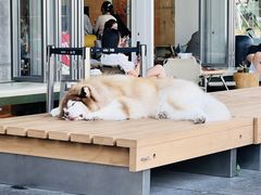 -SAANCI山池咖啡(海上世界文化艺术中心店)