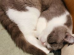 -CAT’S MEWSTAR CAFE·喵星球猫屋(晴湾咖啡店)
