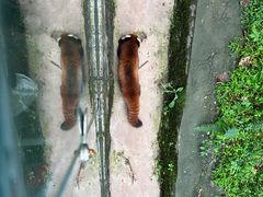 -都江堰中华大熊猫苑