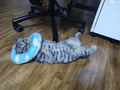-可蒙动物医院·猫科·骨科中心(首义路店)