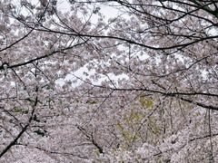 -苏州上方山国家森林公园