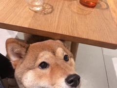 -柴务处·柴犬主题狗咖