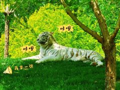 -北京野生动物园