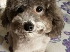 -北京观赏动物医院·24小时大型综合·猫专科·异宠专科