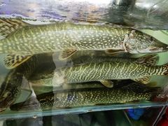 -煲来饱去冷水鱼