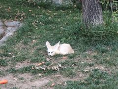 -北京野生动物园