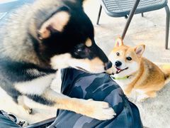 -柴犬高等学院·狗咖·柴犬售卖·宠物训练