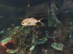 景观位-OPEN開全日自助餐厅·牛肉火锅·海鲜(佛山希尔顿酒店)