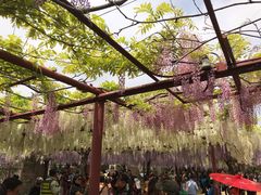-嘉定紫藤园